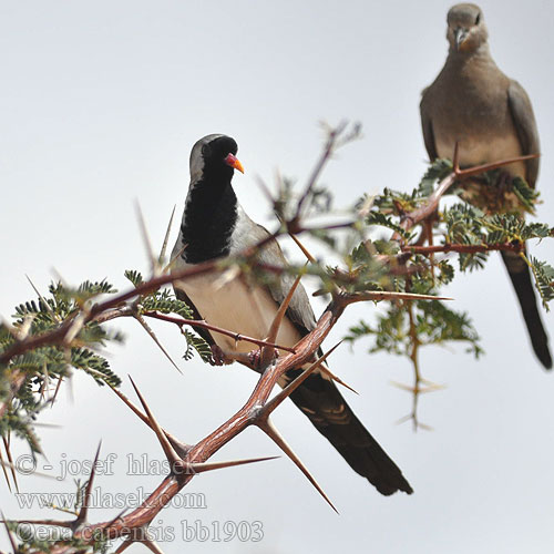 Oena capensis bb1903