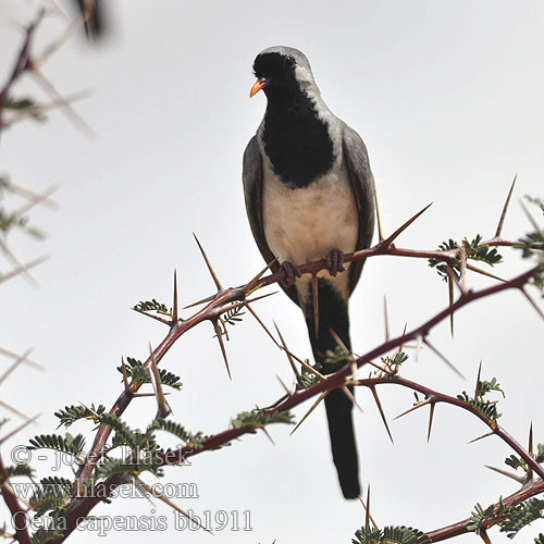 Oena capensis bb1911