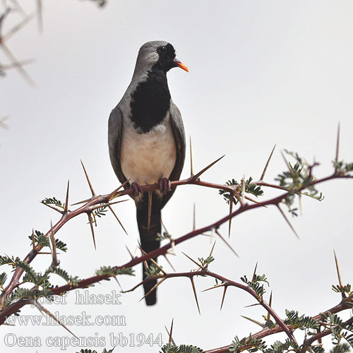 シッポウバト Maskerduif Turkaweczka czarnogardła