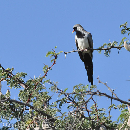 Oena capensis bb3218