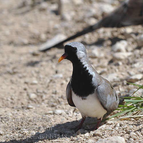 Oena capensis bb3548