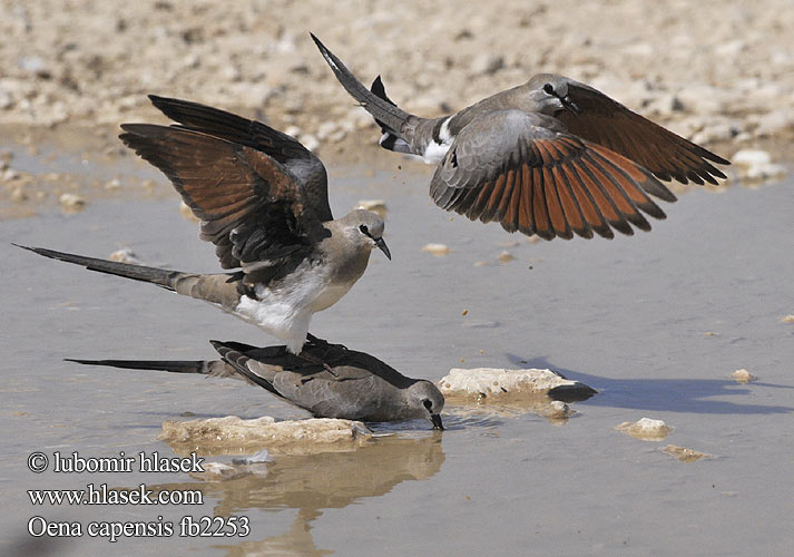 Oena capensis Namaqua Dove Namakwaduif