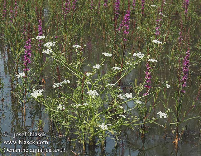 Oenanthe aquatica Phellandrium aquaticum Halucha vodní Wasserfenchel