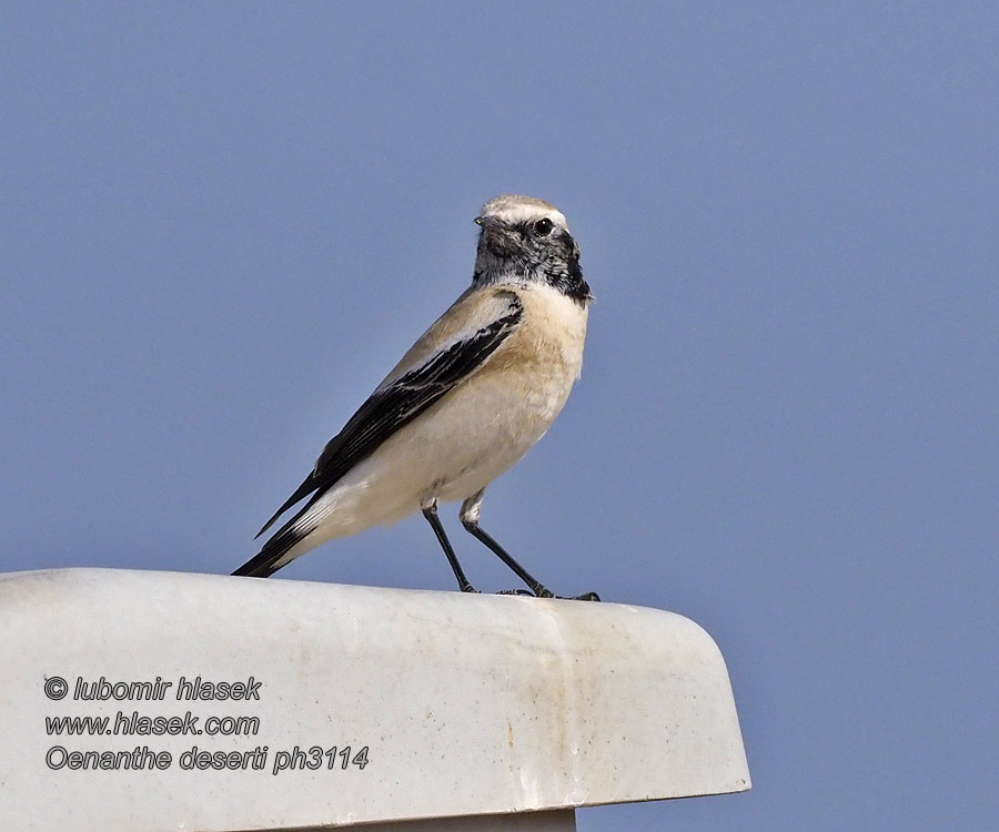 Oenanthe deserti Ørkenstenpikker Desert Wheatear Collalba Desértica Aavikkotasku