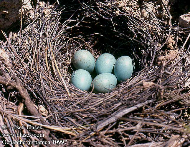 birds eggs nestsOenanthe hispanica Black-eared Wheatear Mittelmeer-Steinschmätzer