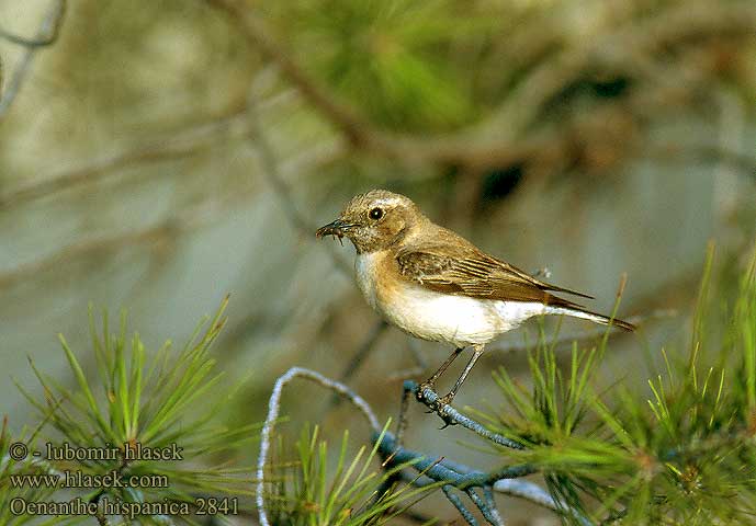 Oenanthe hispanica 2841