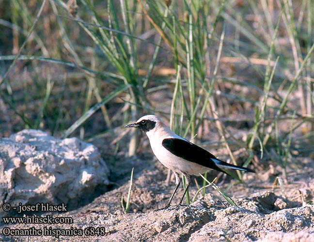 Oenanthe hispanica 6835