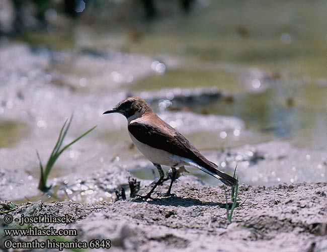 Oenanthe hispanica 6848