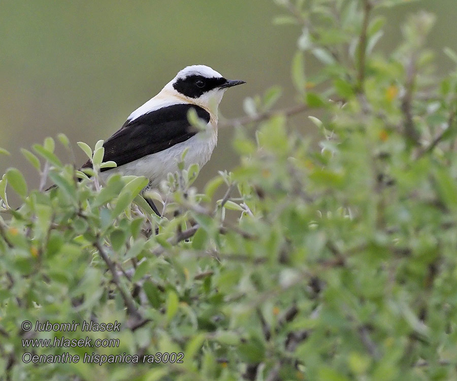 Oenanthe hispanica