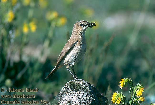 Oenanthe isabellina Isabelline Wheatear Isabellsteinschmätzer