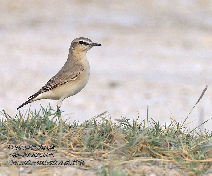 Bělořit plavý Oenanthe isabellina