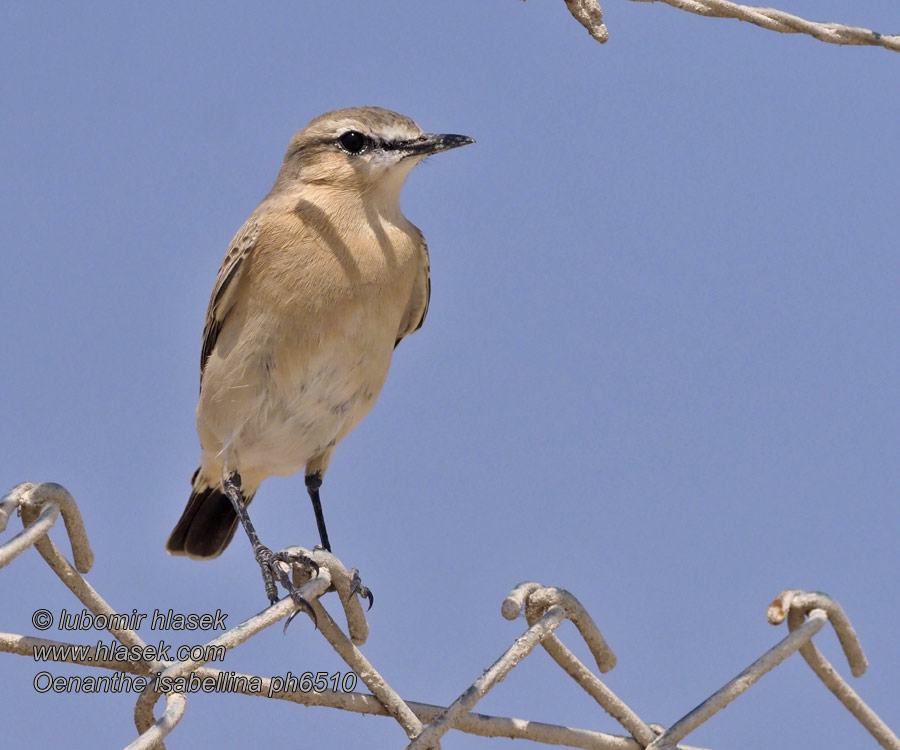 Isabelline Wheatear Isabellsteinschmätzer Traquet isabelle Oenanthe isabellina