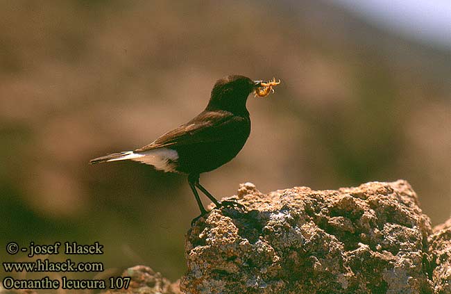 Oenanthe leucura Black Wheatear Trauersteinschmätzer Traquet rieur Collalba Negra Bělořit černý Sørgestenpikker Zwarte Tapuit Mustatasku Monachella nera Svartsteinskvett Svart stenskvätta Μαυροπετρόκλης Chasco-preto Кам'янка білогуза סלעית שחורה Черно каменарче クロサバクヒタキ Białorzytka żałobna Белохвостая каменка Skaliarik čierny Črni kupčar Kara Kuyrukkakan