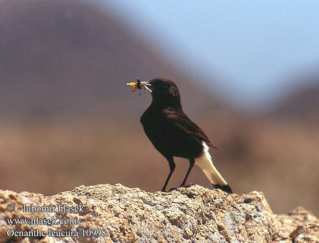 Collalba Negra Bělořit černý Sørgestenpikker Zwarte Tapuit Mustatasku Monachella nera Svartsteinskvett Svart stenskvätta Μαυροπετρόκλης Chasco-preto Кам'янка білогуза סלעית שחורה Черно каменарче クロサバクヒタキ Białorzytka żałobna Белохвостая каменка Skaliarik čierny Črni kupčar Kara Kuyrukkakan Oenanthe leucura Black Wheatear Trauersteinschmätzer Traquet rieur