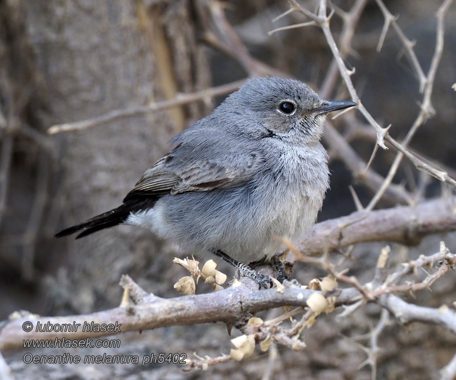 Oenanthe melanura Schwarzschwanz-Steinschmätzer Sortstjert Blackstart