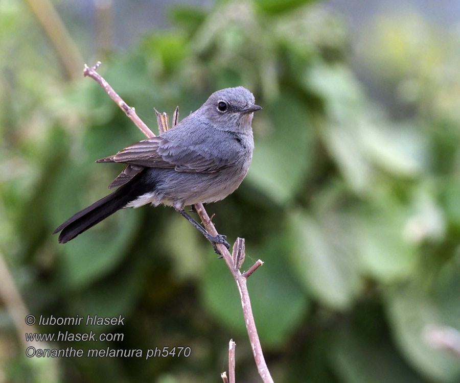 Oenanthe melanura Koromfarkú csuk Sassicola codanera