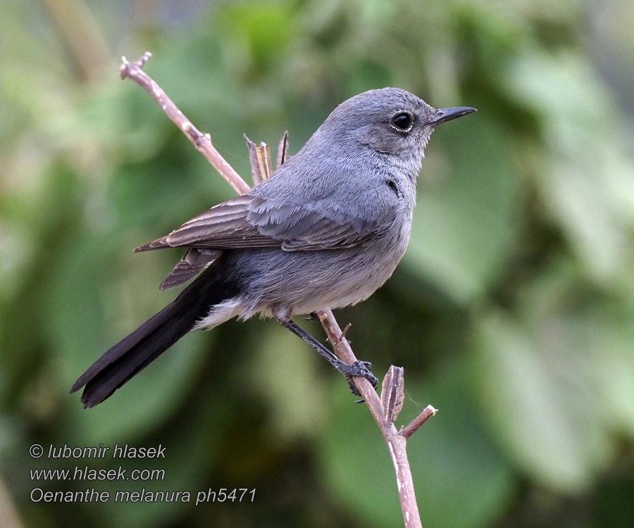 Oenanthe melanura ハイイロイワビタキ Zwartstaart Svartstjert białorzytka czarnosterna