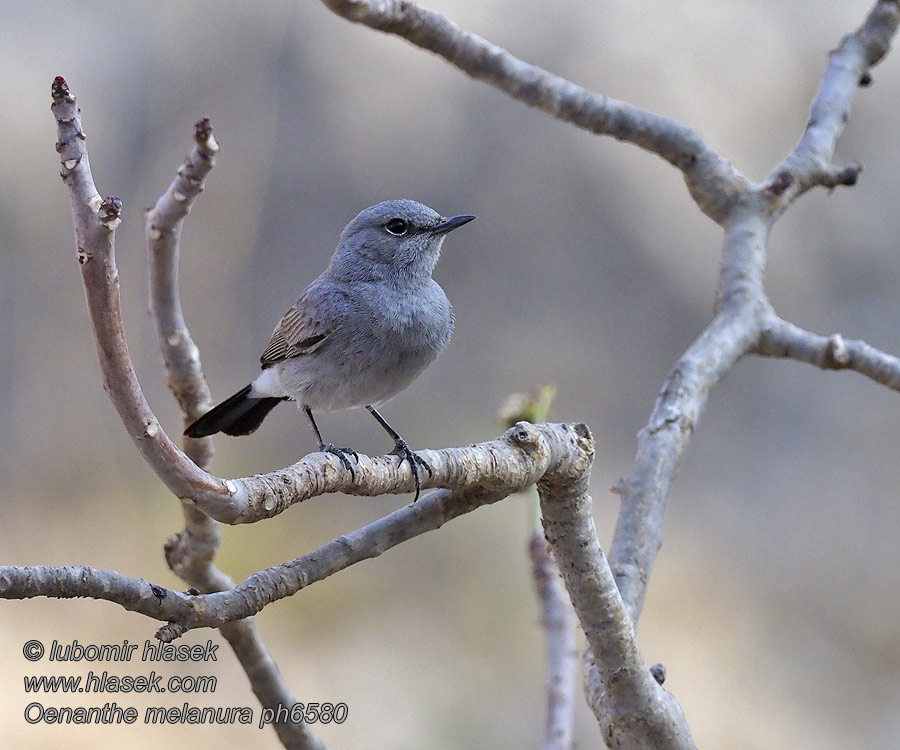 黑尾岩䳭 Schwarzschwanz-Steinschmätzer Sortstjert Blackstart Oenanthe melanura