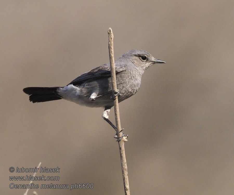 Koromfarkú csuk Sassicola codanera ハイイロイワビタキ Oenanthe melanura