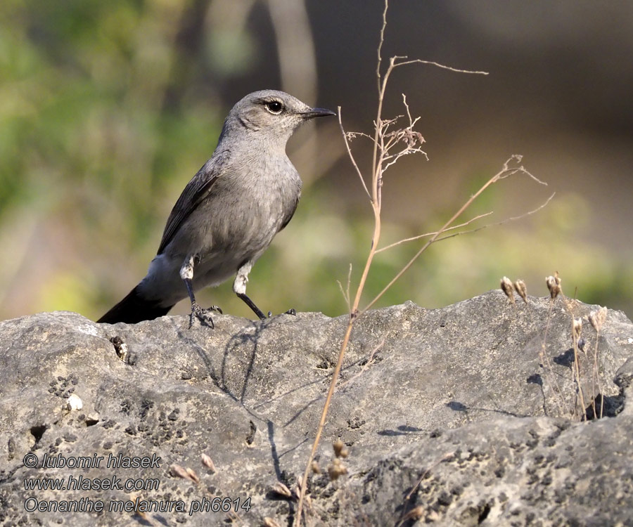 Чернохвостка Svartstjärt Skaliarik čiernochvostý Oenanthe melanura