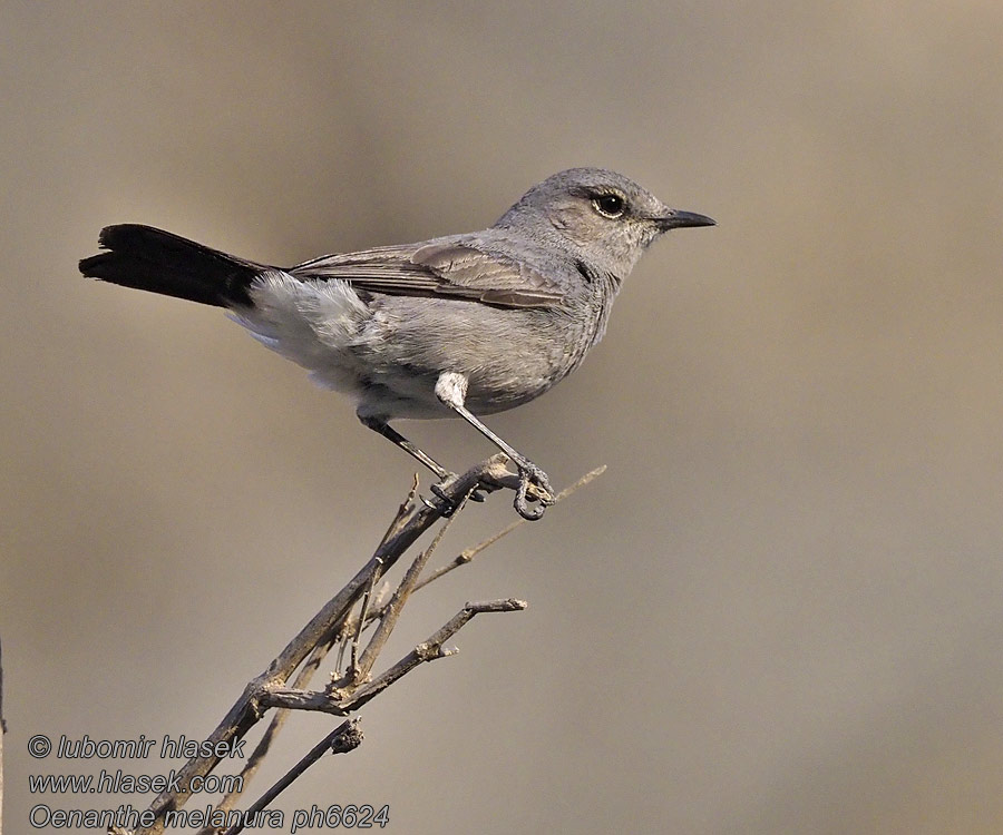 Oenanthe melanura