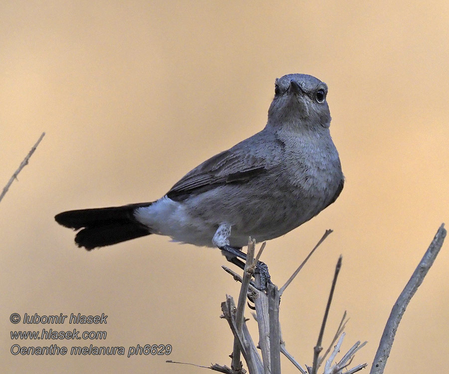 黑尾岩䳭 Oenanthe melanura