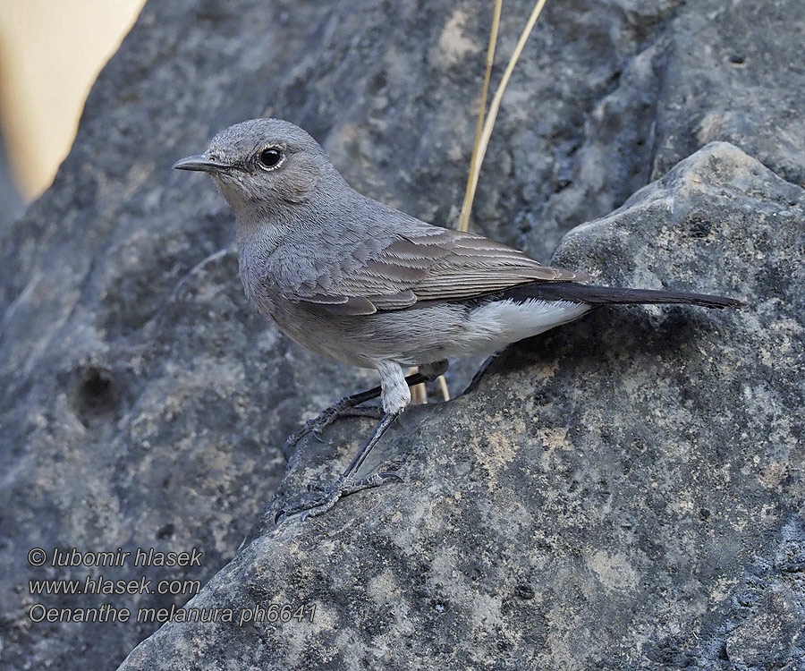 Sortstjert Blackstart Colinegro Común Oenanthe melanura