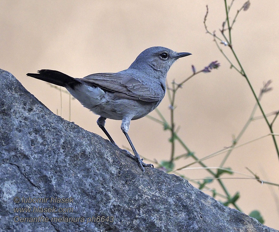 Oenanthe melanura