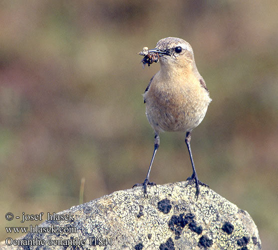 Oenanthe oenanthe Wheatear Steinschmätzer Traquet motteux