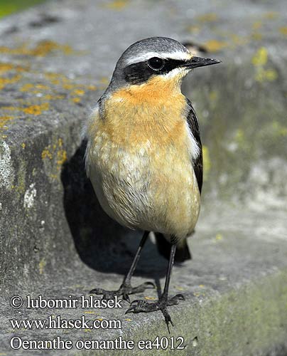 Wheatear Steinschmätzer Traquet motteux Collalba Gris