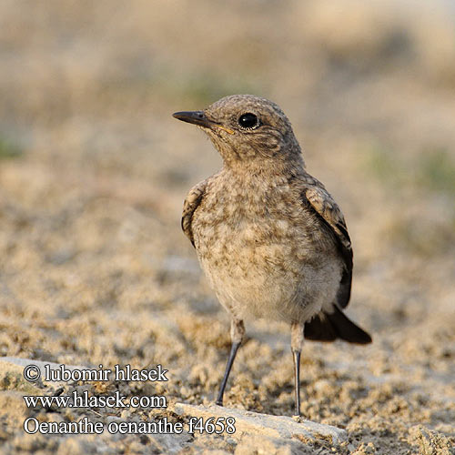 Wheatear Steinschmätzer Traquet motteux Collalba Gris