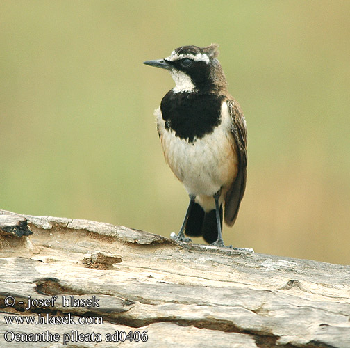 Oenanthe pileata Capped Wheatear mustavyötasku Traquet Cap Aardtapuit Monachella Testanera Erdschmatzer Bialorzytka obrozna Bělořit bělohrdlý Svartbröstad stenskvätta Hoeveldskaapwagter Hoëveldskaapwagter クロエリサバクヒタキ