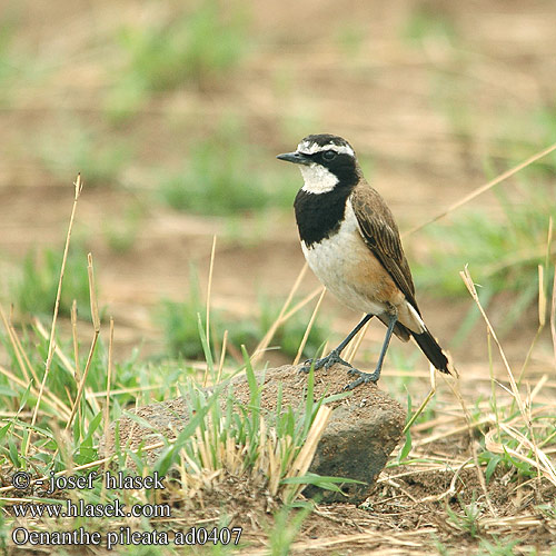 Oenanthe pileata ad0407