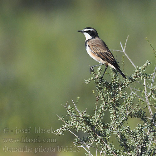 Oenanthe pileata bb3828