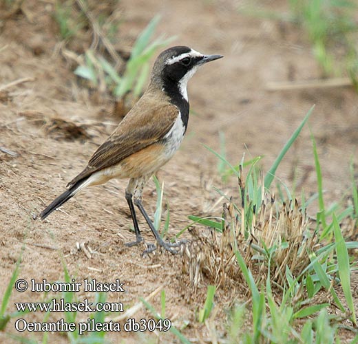 Bělořit bělohrdlý Svartbröstad stenskvätta Hoeveldskaapwagter Hoëveldskaapwagter クロエリサバクヒタキ Oenanthe pileata Capped Wheatear mustavyötasku Traquet Cap Aardtapuit Monachella Testanera Erdschmatzer Bialorzytka obrozna