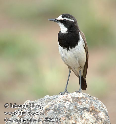 Hoëveldskaapwagter クロエリサバクヒタキ Oenanthe pileata Capped Wheatear mustavyötasku Traquet Cap Aardtapuit Monachella Testanera Erdschmatzer Bialorzytka obrozna Bělořit bělohrdlý Svartbröstad stenskvätta Hoeveldskaapwagter