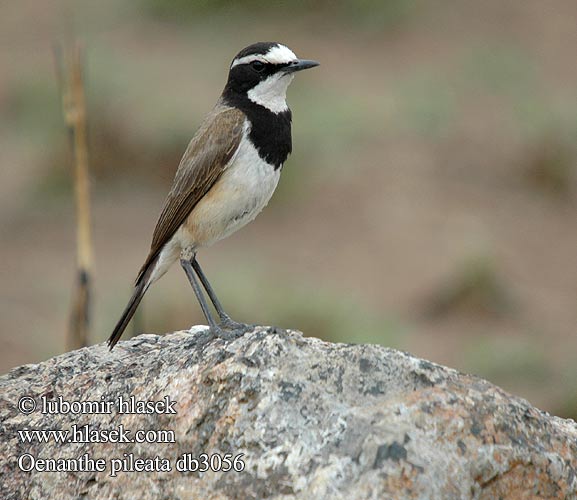 Capped Wheatear mustavyötasku Traquet Cap Aardtapuit Monachella Testanera Erdschmatzer Bialorzytka obrozna Bělořit bělohrdlý Svartbröstad stenskvätta Hoeveldskaapwagter Hoëveldskaapwagter クロエリサバクヒタキ Oenanthe pileata