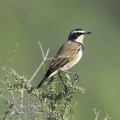 Hoeveldskaapwagter Hoëveldskaapwagter クロエリサバクヒタキ Oenanthe pileata Capped Wheatear mustavyötasku Traquet Cap Aardtapuit Monachella Testanera Erdschmatzer Bialorzytka obrozna Bělořit bělohrdlý Svartbröstad stenskvätta