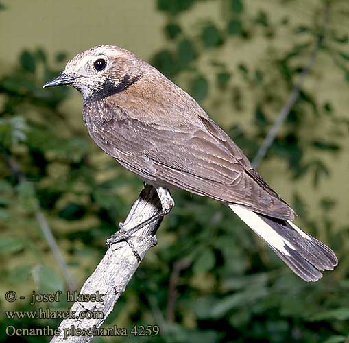 Oenanthe pleschanka Pied Wheatear Nonnensteinschmätzer Traquet pie Collalba Pía bělořit bělohlavý 斑䳭 Каменка-плешанка セグロサバクヒタキ 검은등사막딱새 Παρδαλοπετρόκλης Лиса камінка Bontskaapwagter Alaca kuyrukkakan סלעית שיחים Черногърбо каменарче Crnovrata bjeloguza Apáca hantmadár Apácahantmadár Monachella dorsonero Қасқа тасшыбжық Białorzytka łysak pstra