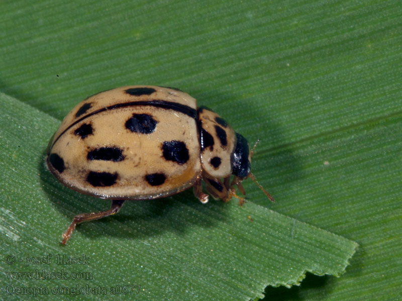 Oenopia conglobata Kugeliger Marienkäfer