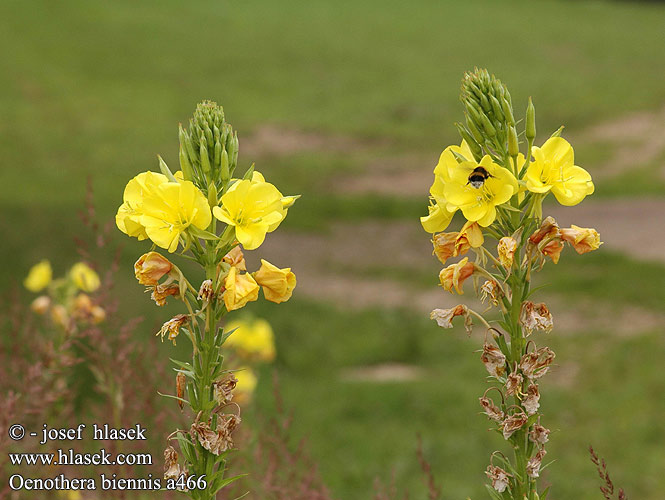 Oenothera biennis Pupalka dvouletá Gemeine Nachtkerze