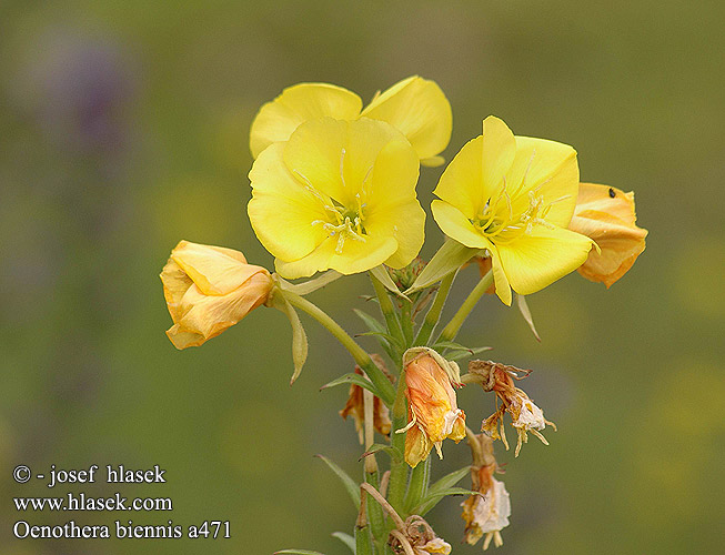 Middelste teunisbloem Ослинник двулетний 月见草