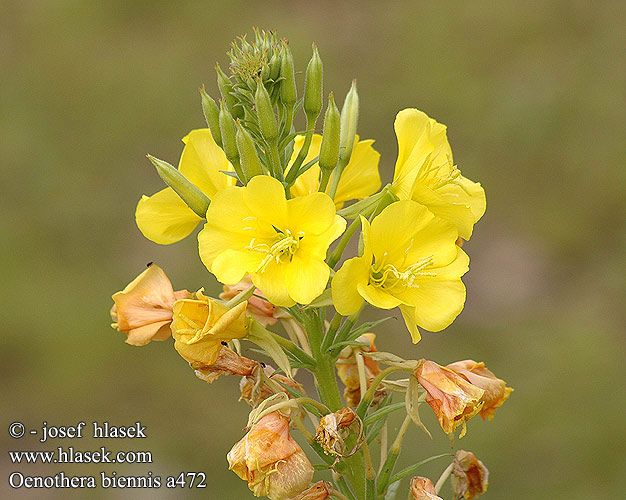 Oenothera biennis Енотера дворічна メマツヨイグサ Pupalka dvouletá