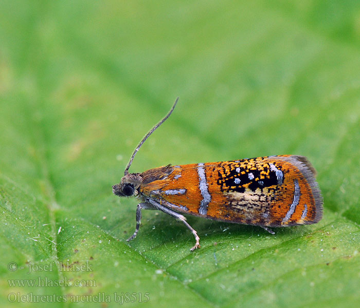 Silberstreifenwickler Pracht-Wickler Olethreutes arcuella