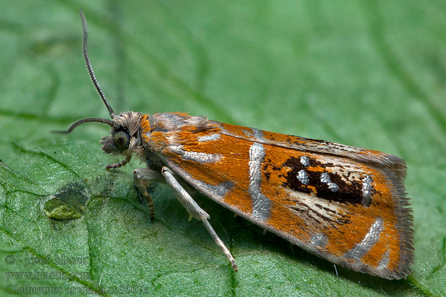 Obaleč zdobený Olethreutes arcuella