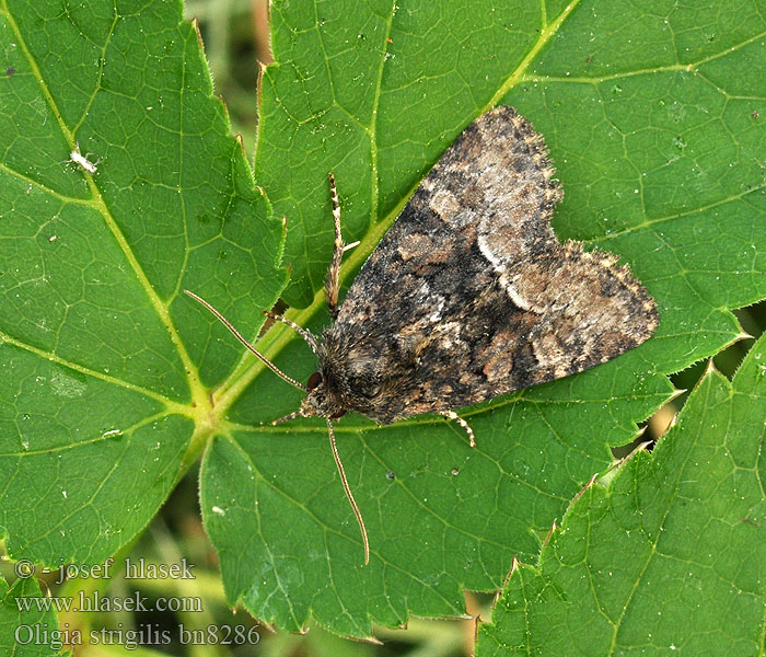 Oligia strigilis Šedavka kroužkovaná Halmeulchen Marbled Minor