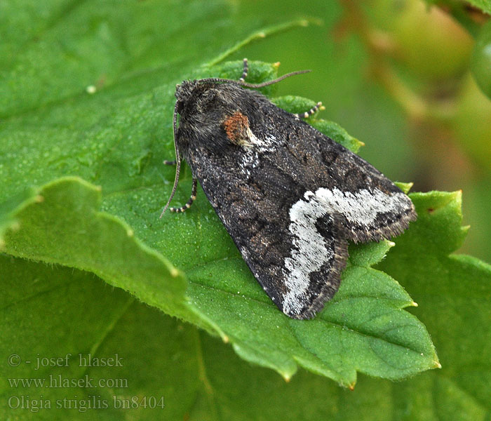 Oligia strigilis Sivkavec obyčajný Noctuelle Dactyle Stregtyv