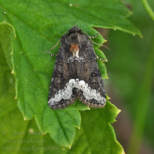 Oligia strigilis Совка светло-бураая злаковая Gelobd halmuiltje