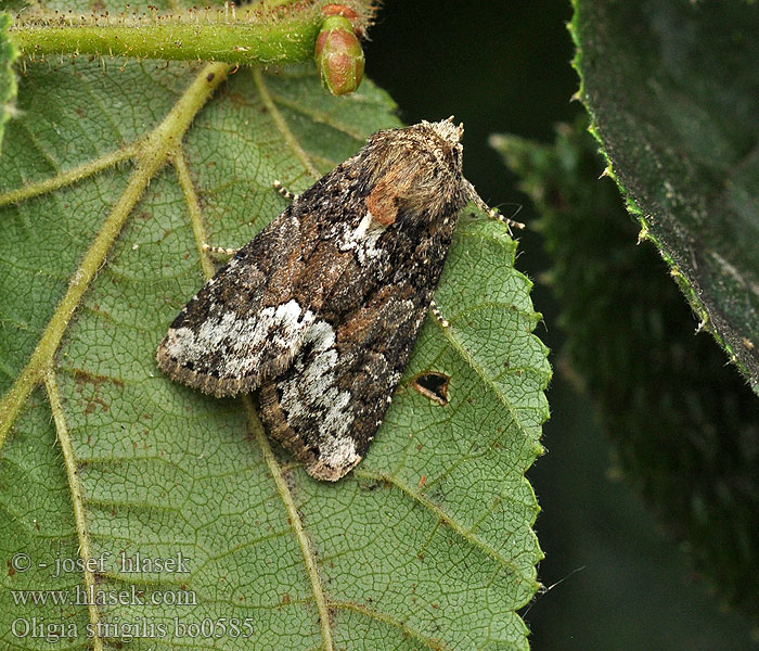 Oligia strigilis Apró dudvabagolyocska Hammaskorsiyökkönen