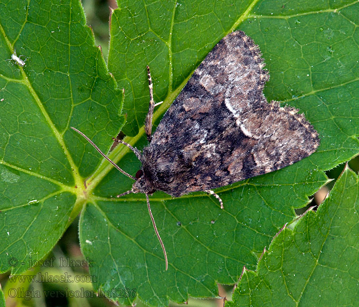 Oligia versicolor Šedavka pestrá Sand-Graseulchen Rufous Minor